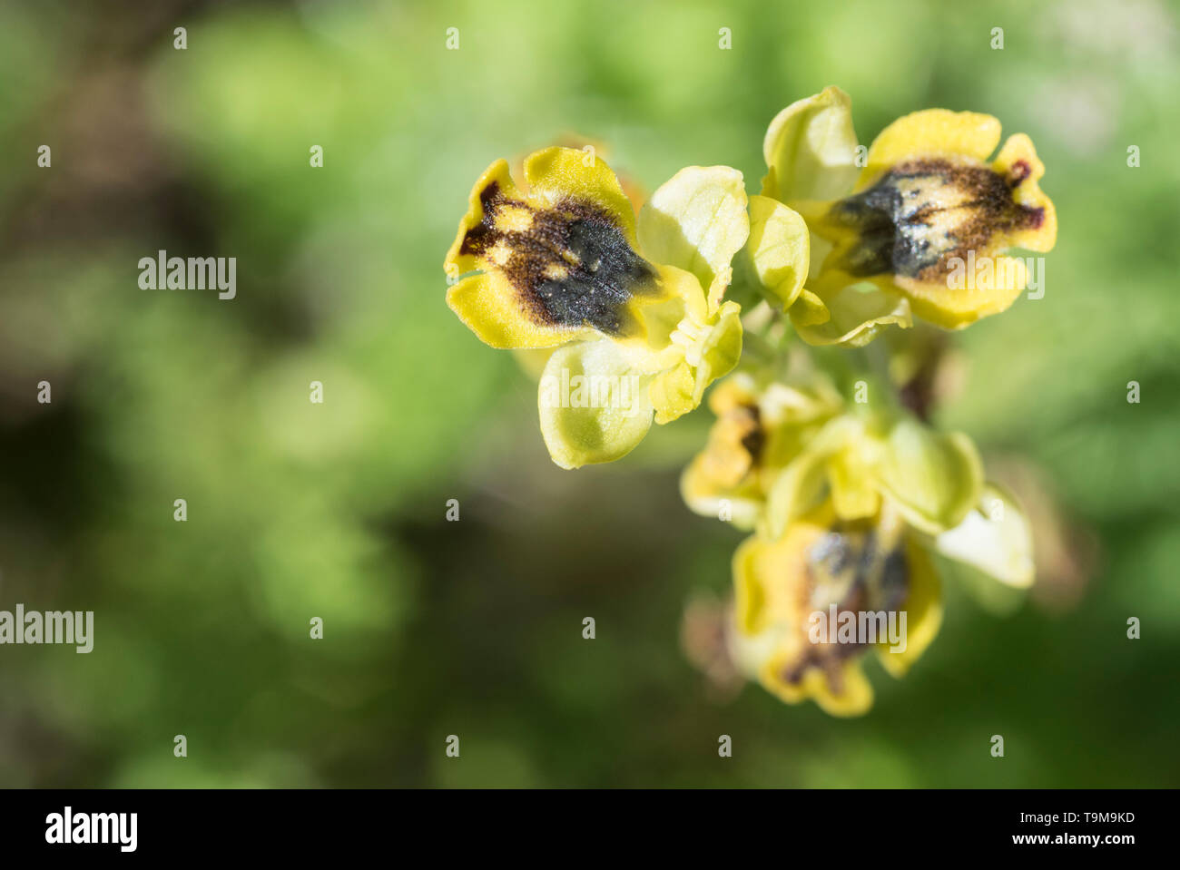 L'orchidée abeille (Ophrys jaune sicula) Banque D'Images