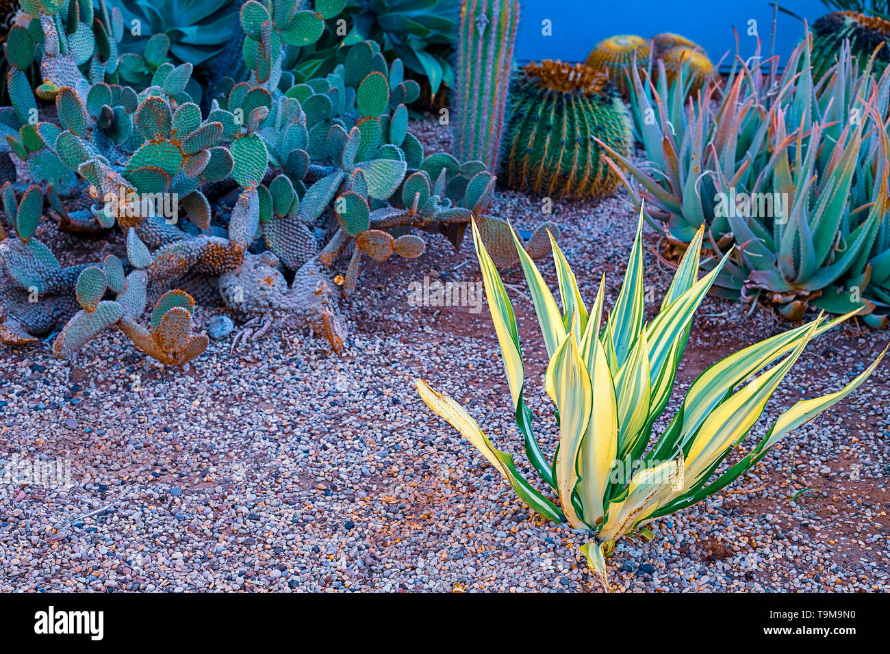 Vue de différents types de cactus sur la côte de Playa de las Americas, Tenerife, Canaries, Espagne. Le 29 avril 2019. Banque D'Images