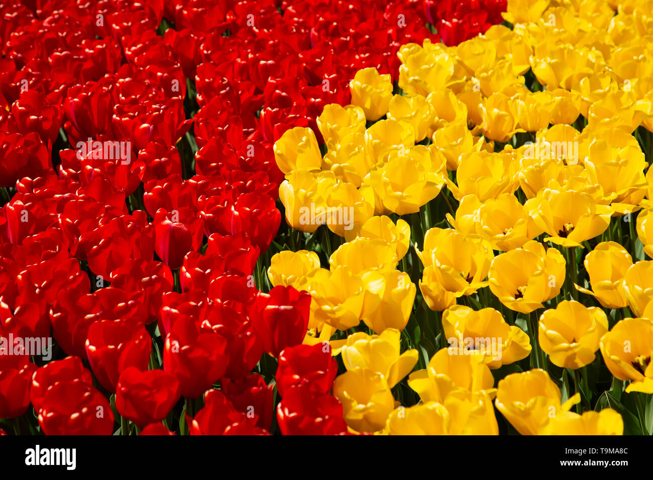 Image de fond de jaune et rouge printemps tulipe pris dans un jardin Banque D'Images