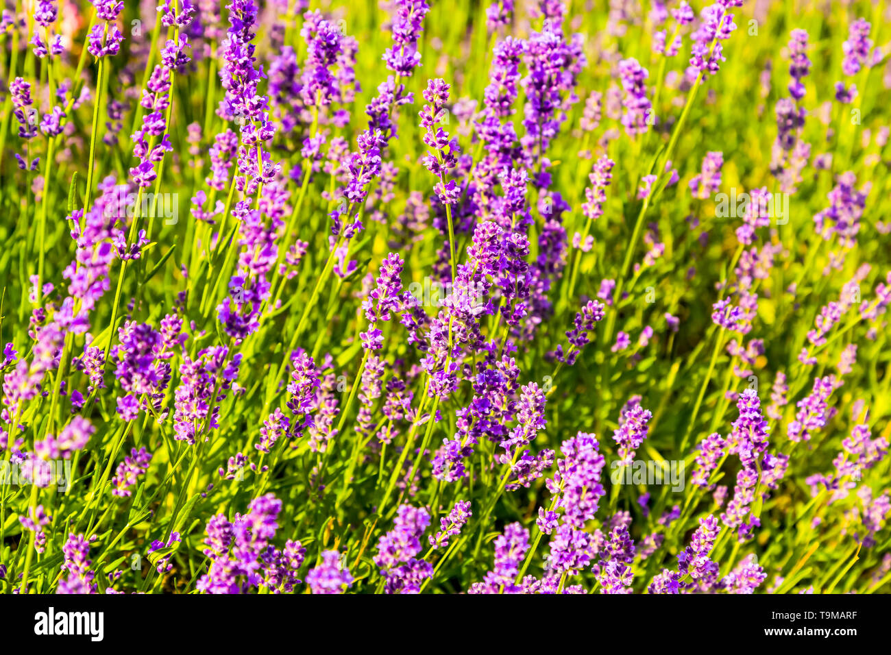 Fleurs plantes Purple sage dans un jardin de printemps Banque D'Images