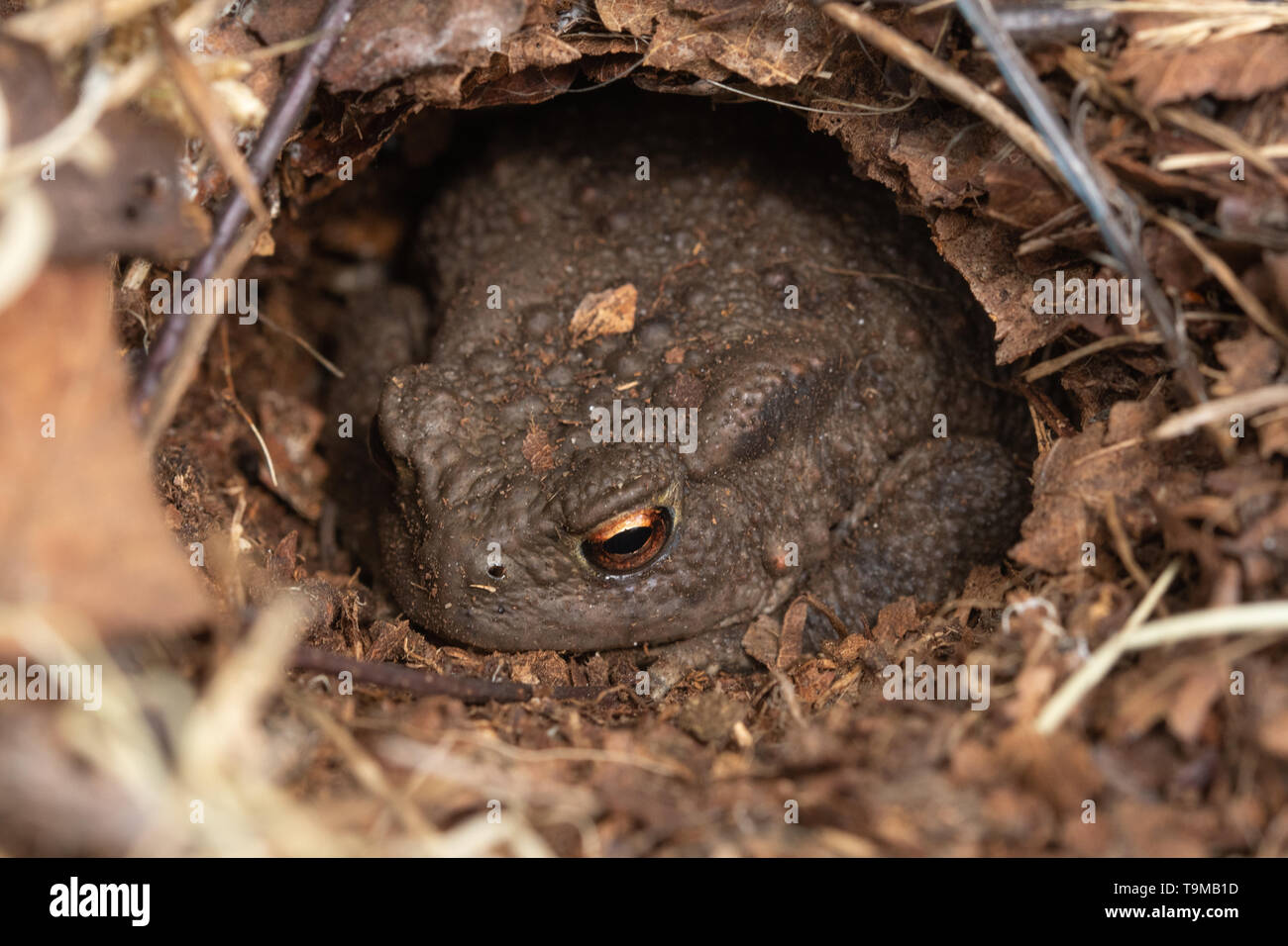 Close-up d'un crapaud commun (Bufo bufo) dans un trou ou s'enfouissent dans le sol, UK Banque D'Images