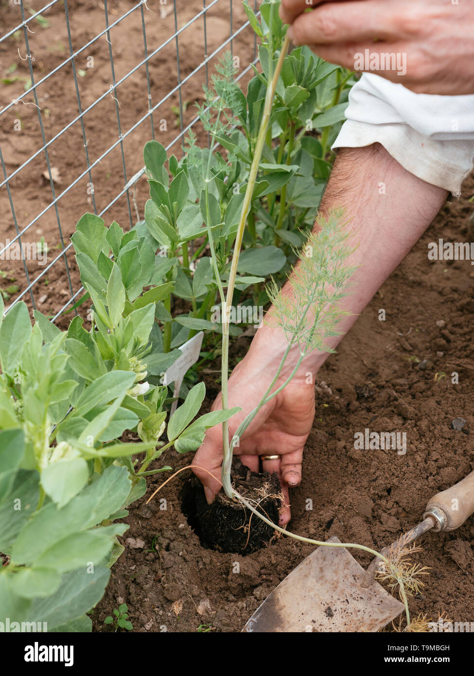 La plantation de jardinier à côté de l'aneth fèves pour attirer les insectes bénéfiques et agit comme un répulsif pour les pucerons. Banque D'Images
