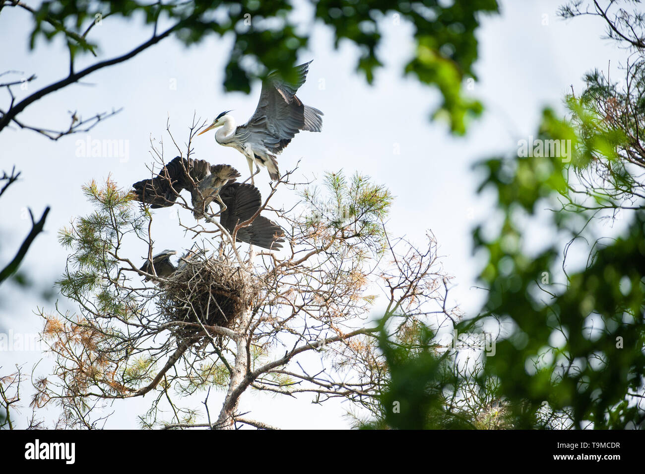 Héron gris adultes dans nid de petits à l'alimentation. Banque D'Images