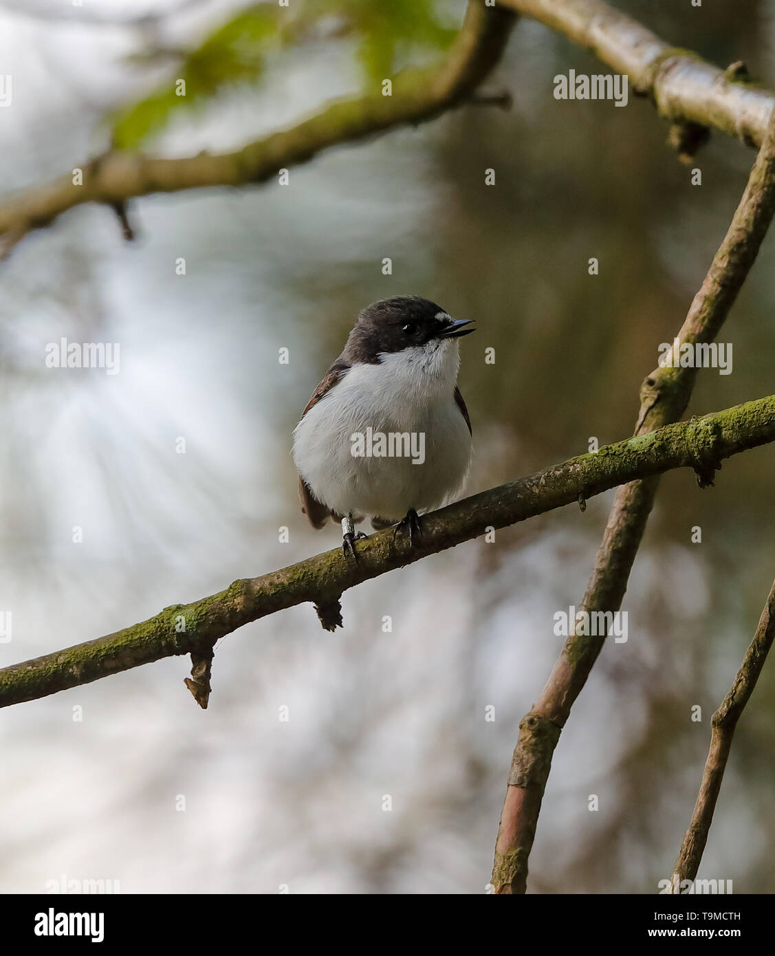 (Ficedula hypoleuca) Banque D'Images