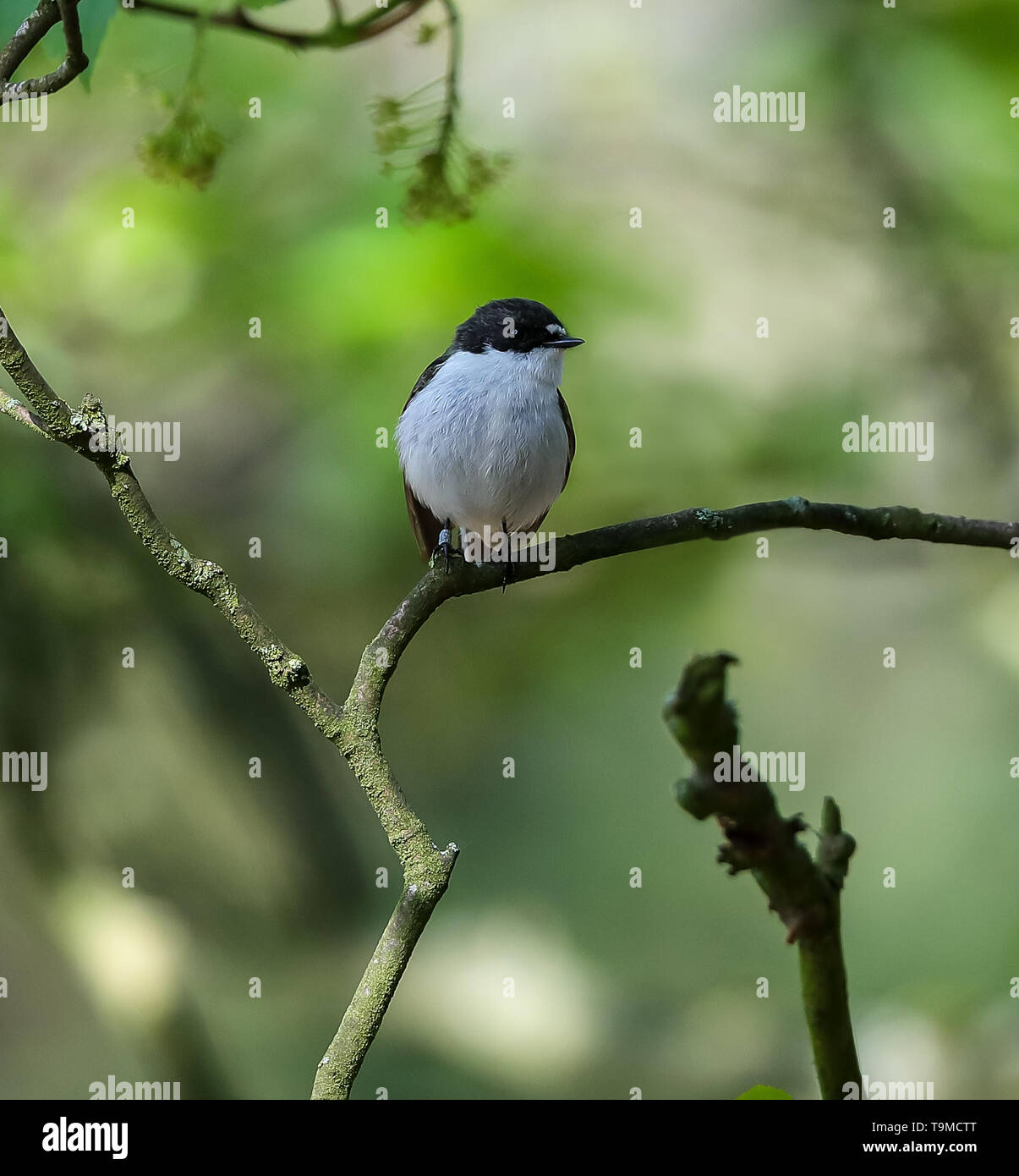 (Ficedula hypoleuca) Banque D'Images