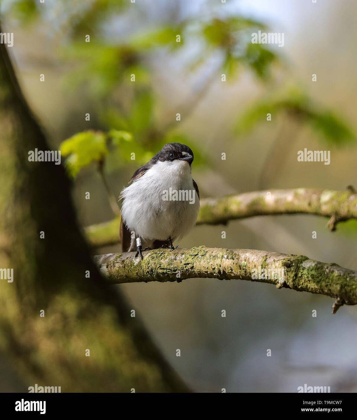 (Ficedula hypoleuca) Banque D'Images