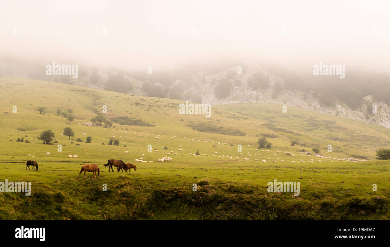 Montagnes Gorbea, avec brouillard, en Pays Basque, Espagne avec troupeau de vaches et moutons on meadow Banque D'Images