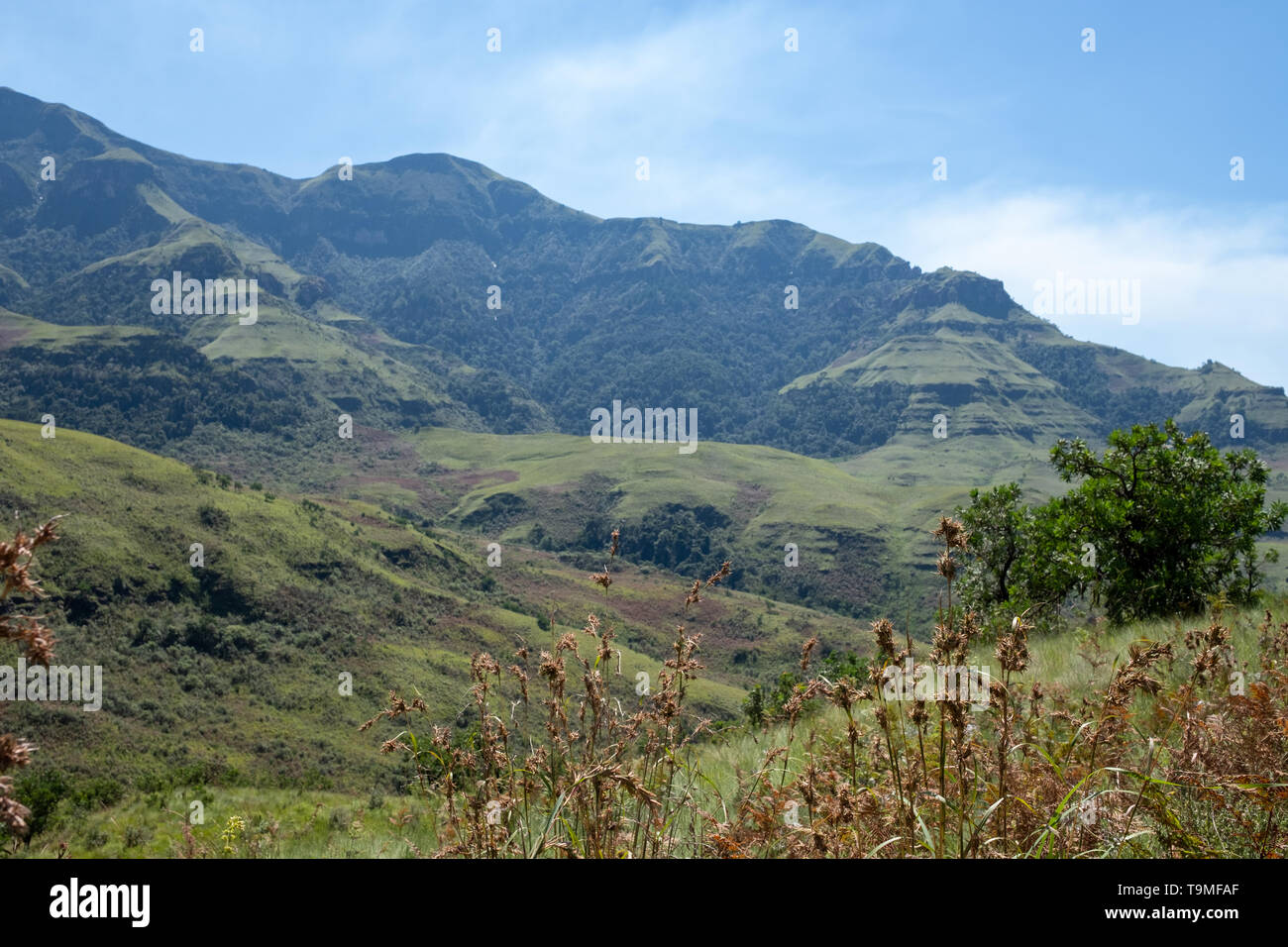 Monks Cowl réserve naturelle dans la vallée de Champagne près de Winterton, faisant partie de la chaîne de montagnes du Drakensberg central, Kwazulu Natal, Afrique du Sud. Banque D'Images