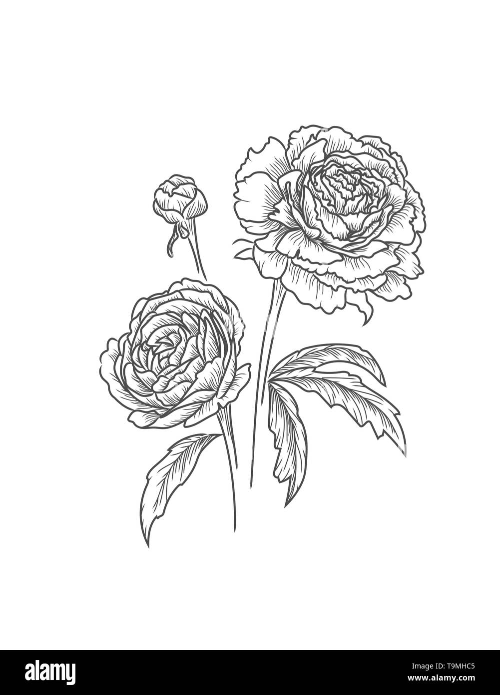 Fleurs pivoines isolés. Belle illustration vecteur noir dessin. Illustration de Vecteur