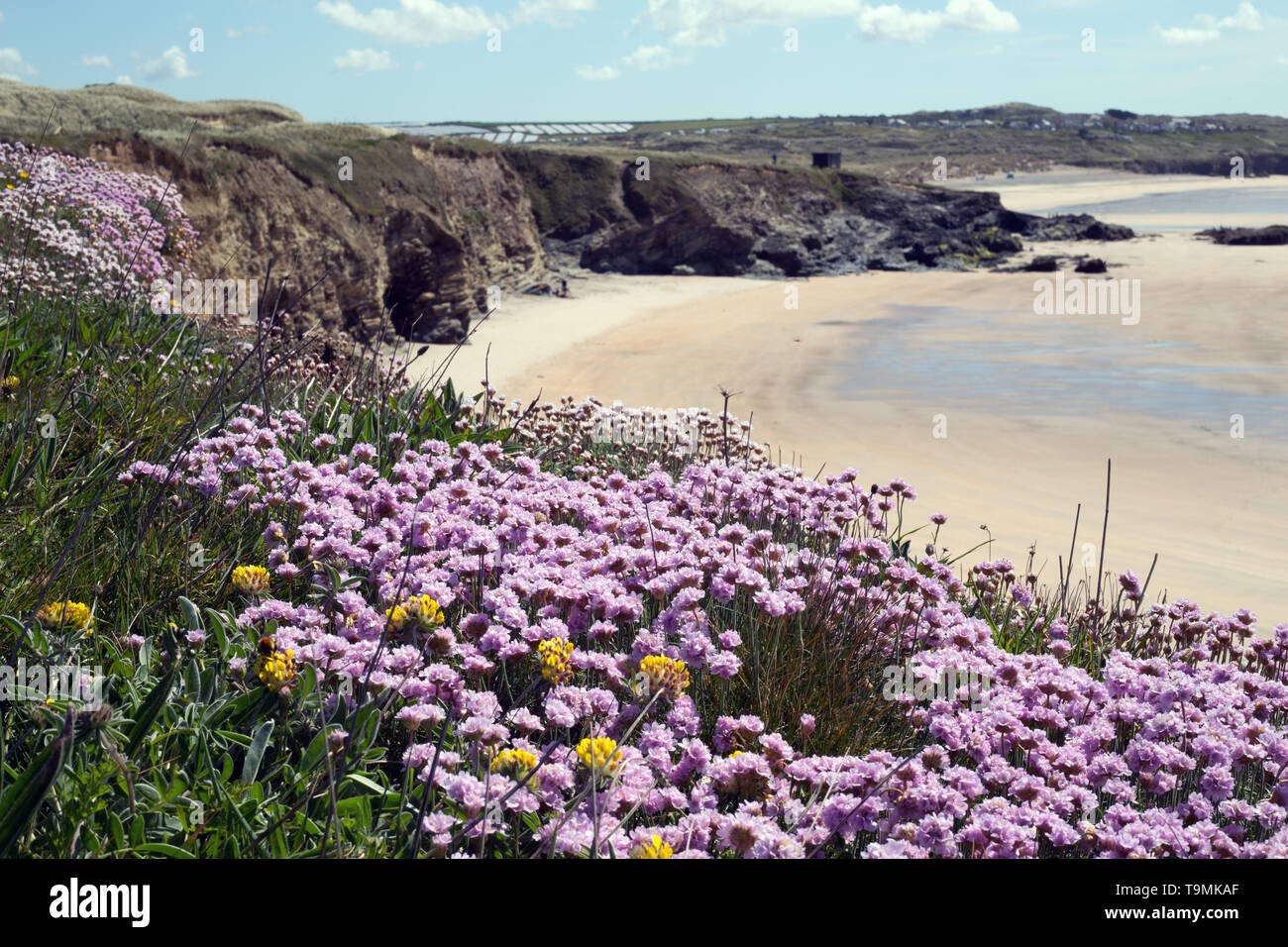 )Sea Thrift Armeria maritima) de se développer au-delà de Gwithian Beach, Cornwall Banque D'Images