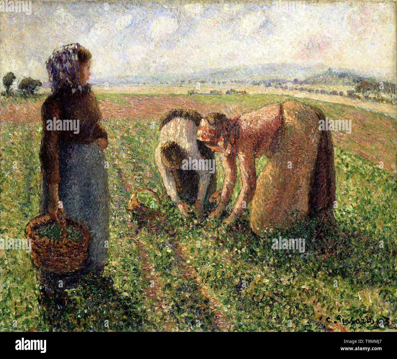 Récolte de pois, Eragny. Museum : musée Langmatt. Auteur : Camille Pissarro. Banque D'Images