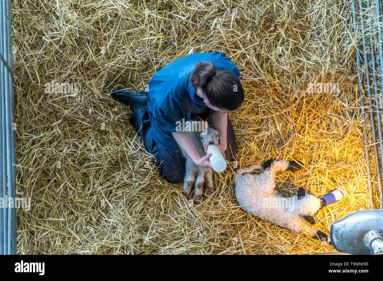 Biberon un agneau blessé, Cannon Hall Farm, écorce House Lane, Cawthorne, Barnsley, South Yorkshire, Angleterre, Royaume-Uni Banque D'Images