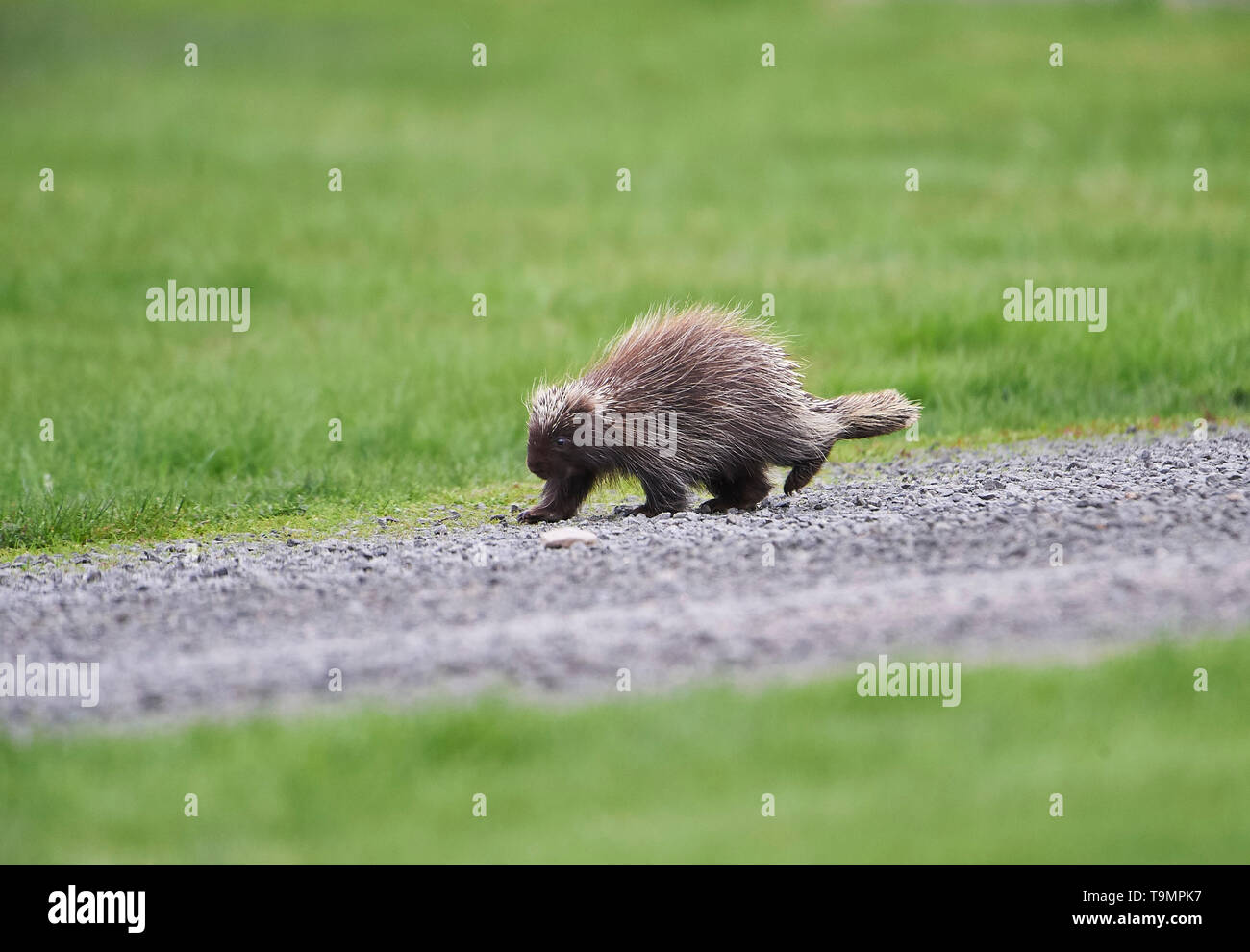 Un jeune Amérique du Nord, Porcupine (Erethizon dorsatum), Upper Clements, Annapolis Royal, Nouvelle-Écosse, Canada Banque D'Images