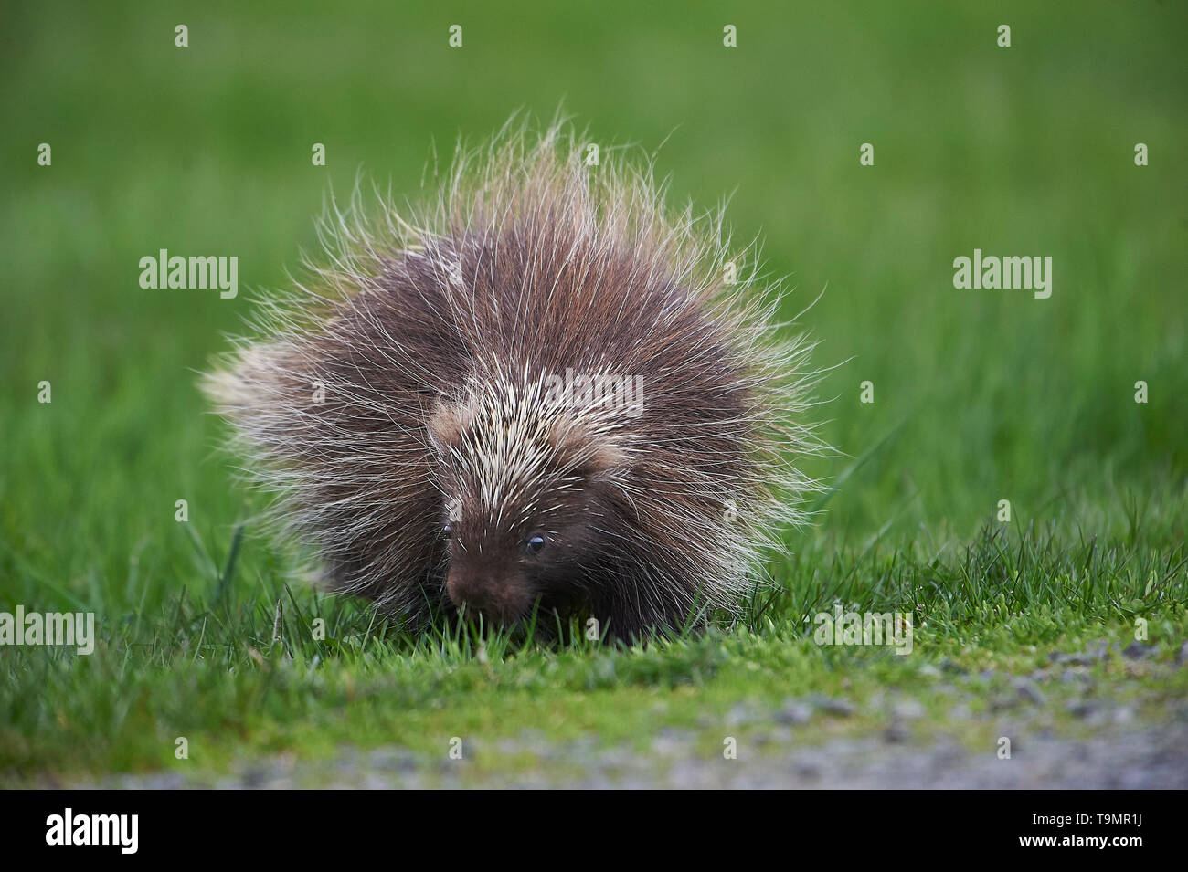 Un jeune Amérique du Nord, Porcupine (Erethizon dorsatum), Upper Clements, Annapolis Royal, Nouvelle-Écosse, Canada Banque D'Images