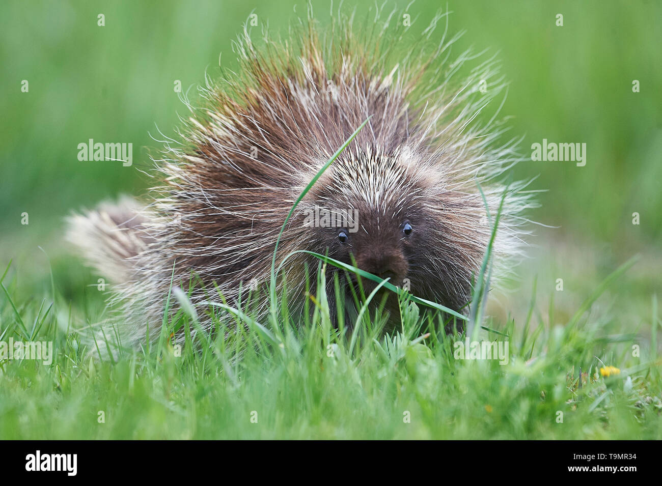 Un jeune Amérique du Nord, Porcupine (Erethizon dorsatum), Upper Clements, Annapolis Royal, Nouvelle-Écosse, Canada Banque D'Images