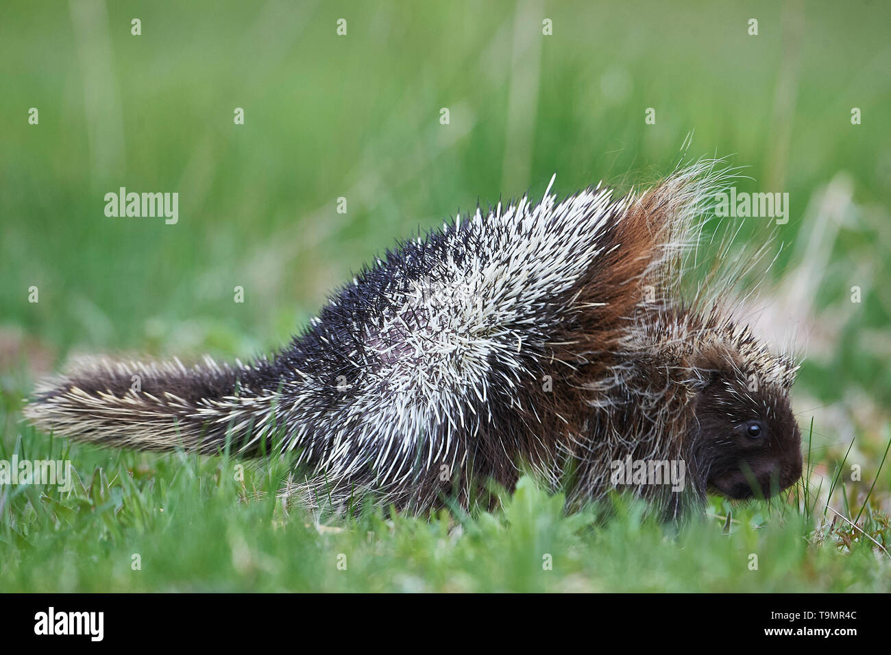 Un jeune Amérique du Nord, Porcupine (Erethizon dorsatum) soulève les piquants sur son dos dans une menace afficher, Upper Clements, Annapolis Royal, Nouvelle-Écosse Banque D'Images