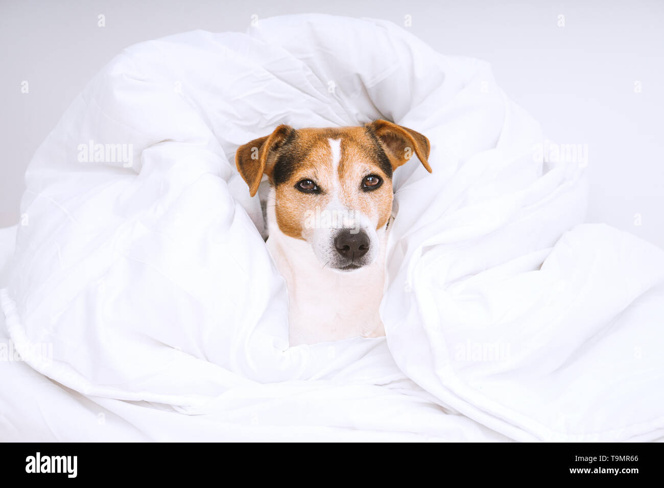 Portrait de mignon chien Jack Russell enveloppée de blanc et à la recherche à l'appareil photo. Routine d'entretien ménager et de blanchisserie concept Banque D'Images