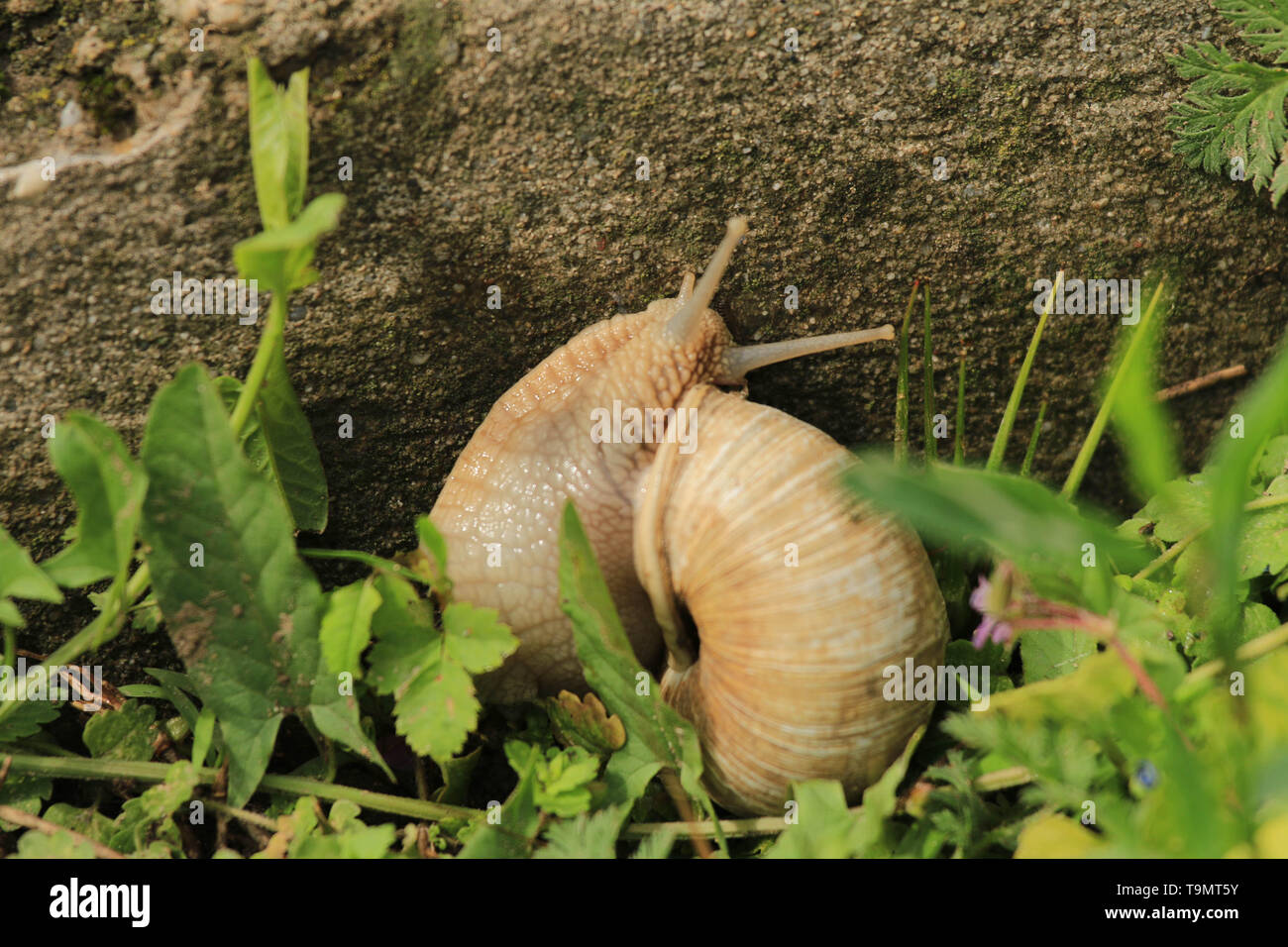 Sur l'herbe verte de l'escargot Banque D'Images