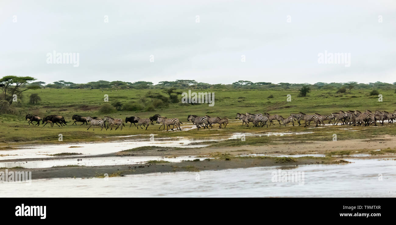Troupeaux migrateurs à travers la savane, le lac Ndutu, Tanzanie Banque D'Images