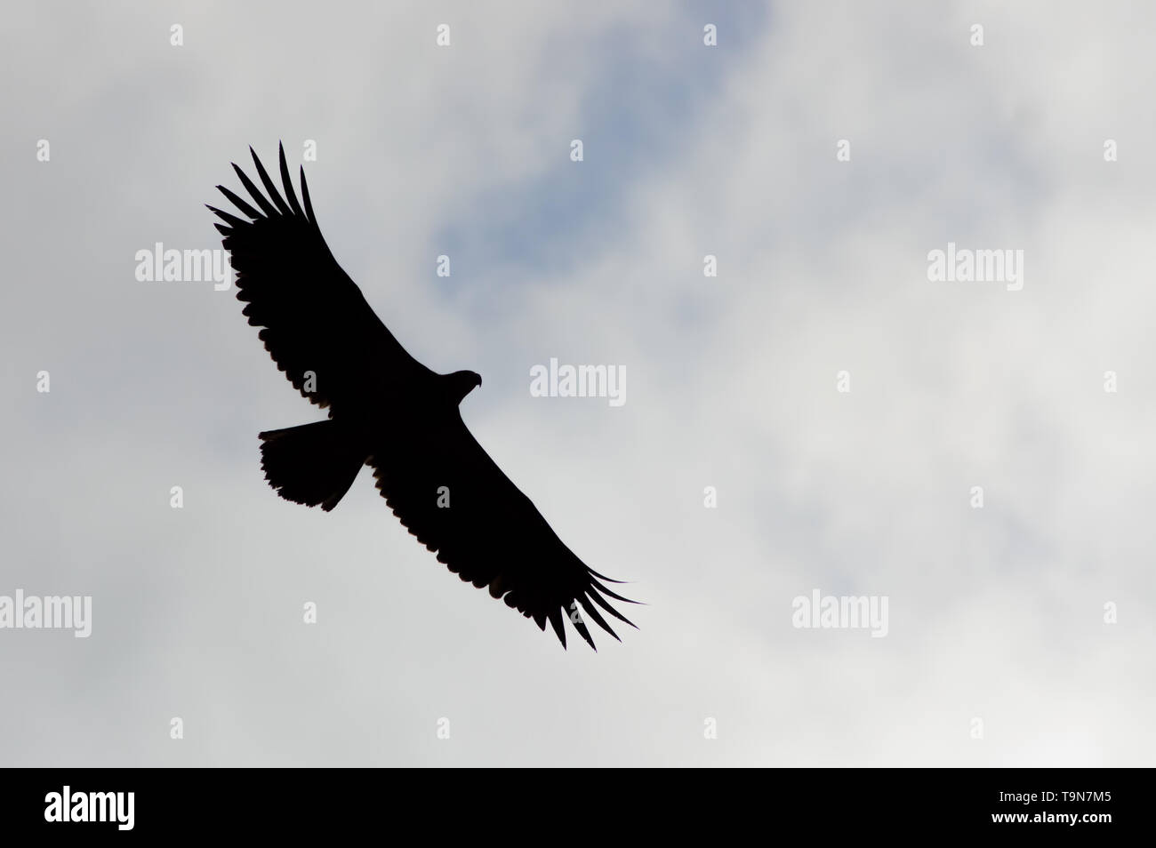 Silhouette de pygargue à tête blanche isolée avec ciel couvert ciel nuageux en fond - prise à la Crex Meadows de faune dans le nord du Wisconsin Banque D'Images