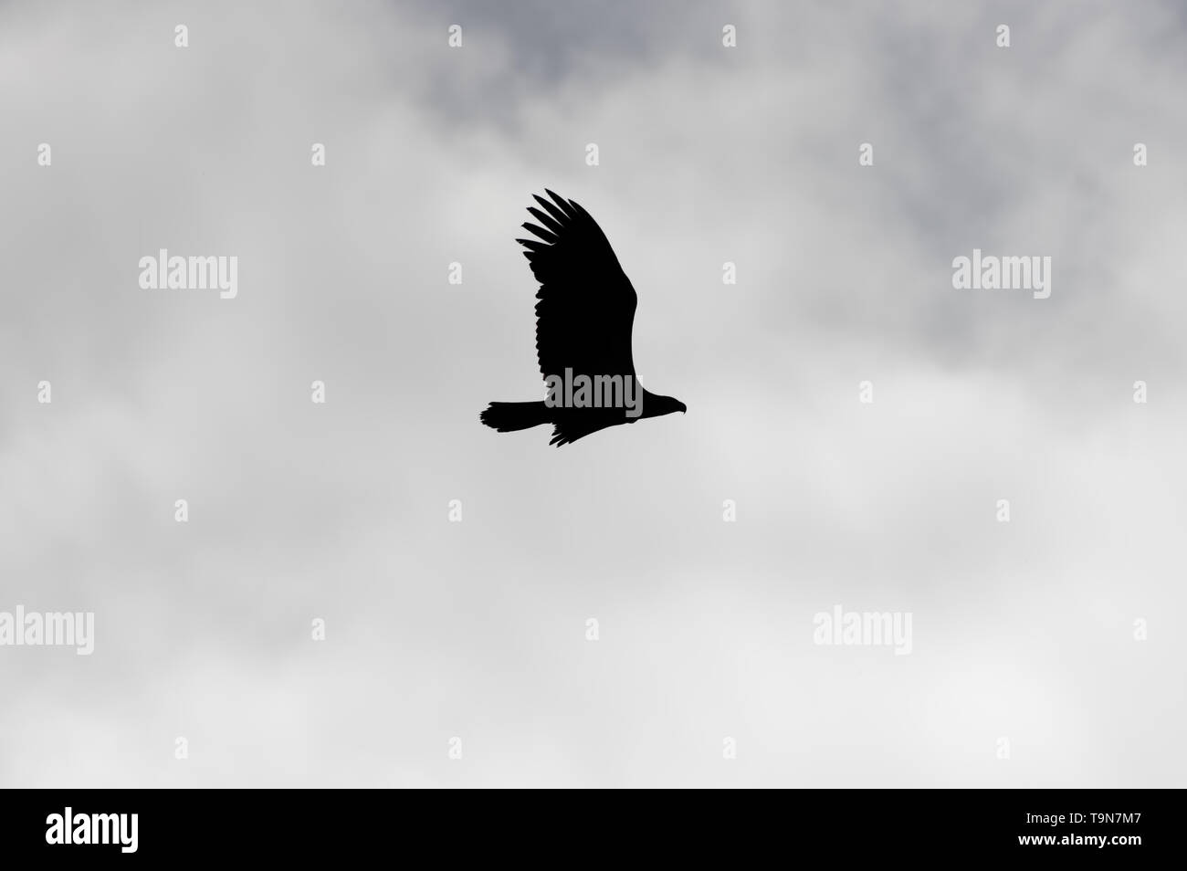 Silhouette de pygargue à tête blanche isolée avec ciel couvert ciel nuageux en fond - prise à la Crex Meadows de faune dans le nord du Wisconsin Banque D'Images