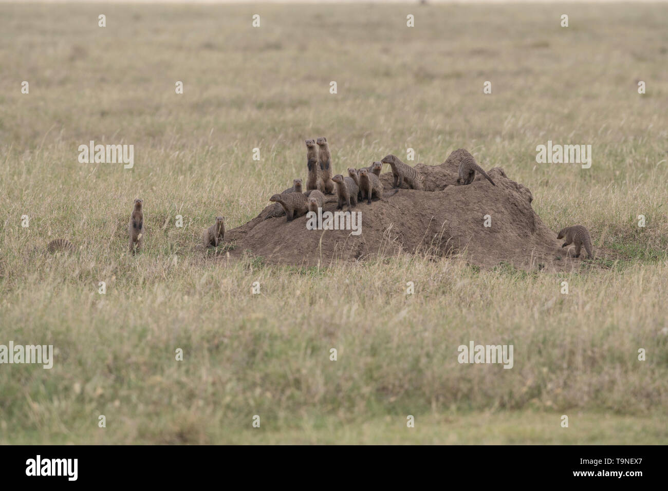 Famille des mangoustes bagués au nid, Serengeti National Park Banque D'Images