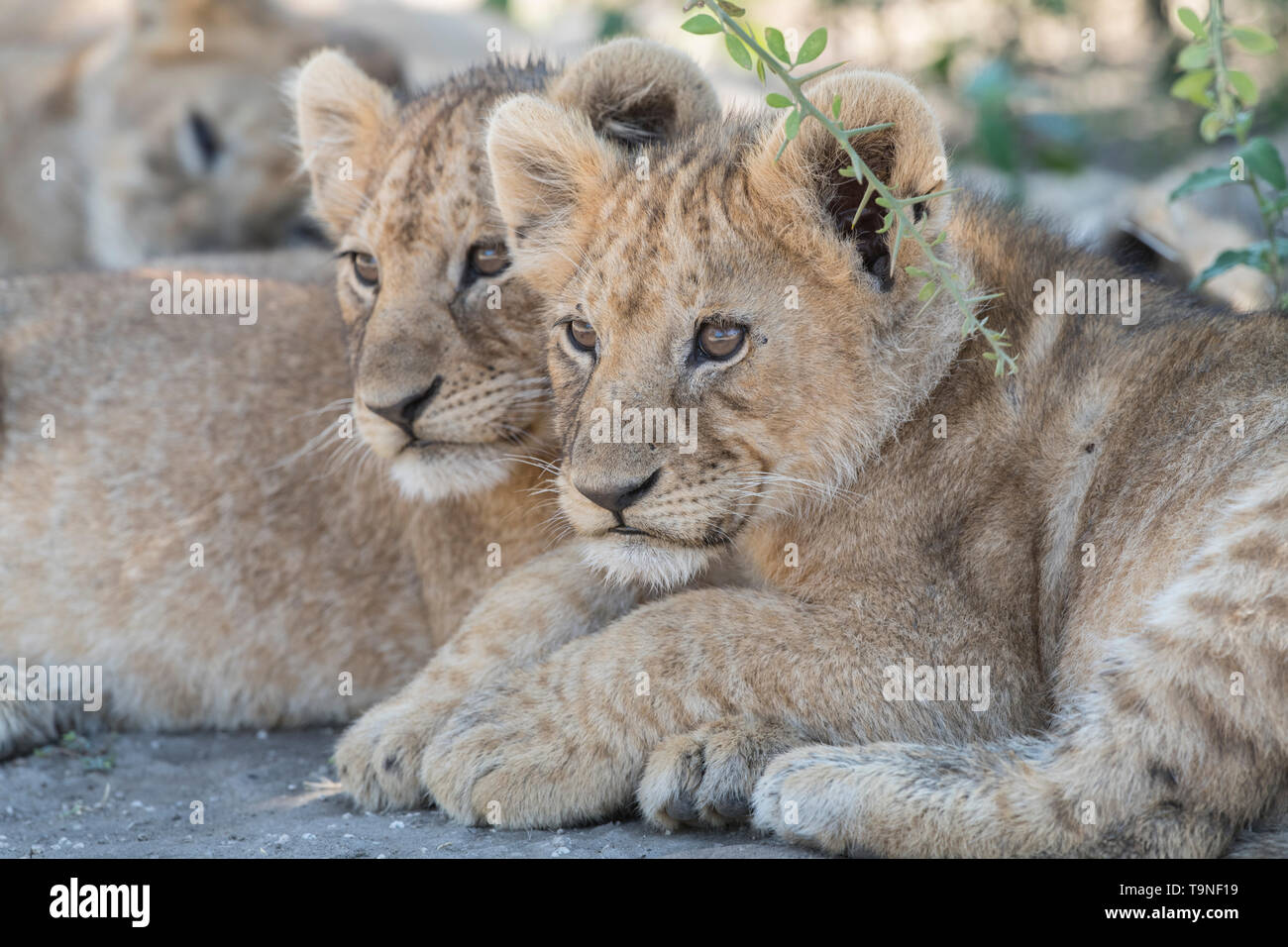 Frères et sœurs, Tanzanie Lion regardant Banque D'Images