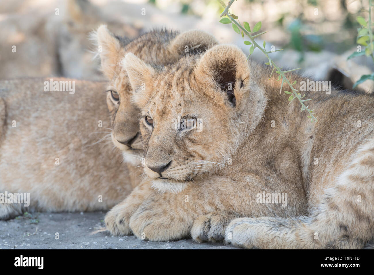 Frères et sœurs, Tanzanie Lion regardant Banque D'Images
