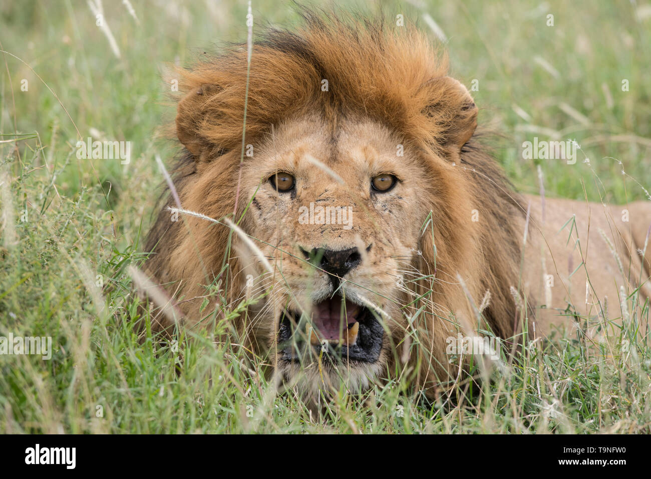 Homme lion reposant, le Parc National du Serengeti Banque D'Images