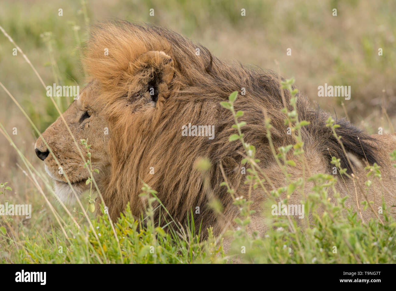 Homme lion reposant, le Parc National du Serengeti Banque D'Images