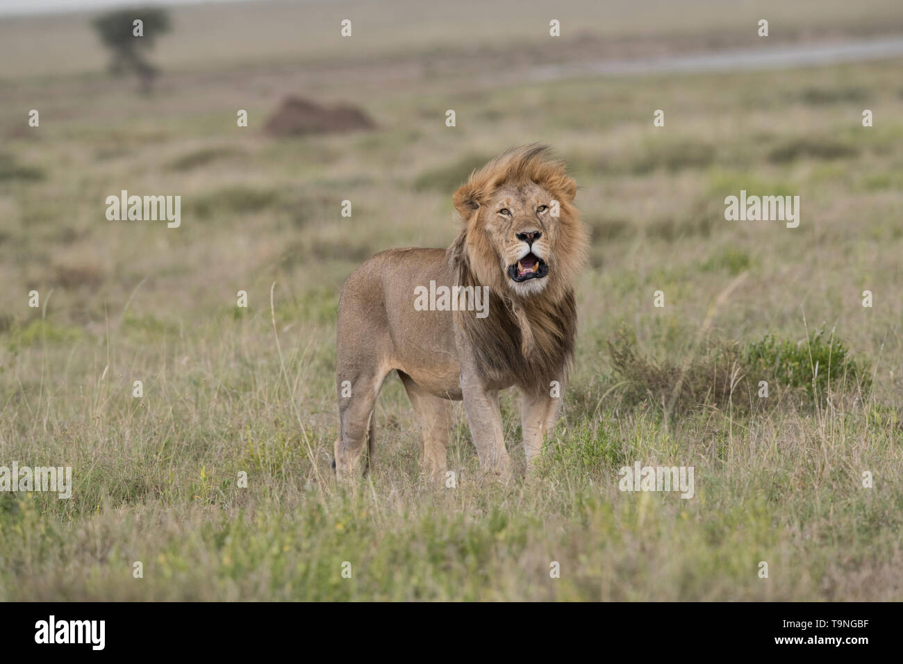 Lion rugissant, Serengeti National Park Banque D'Images