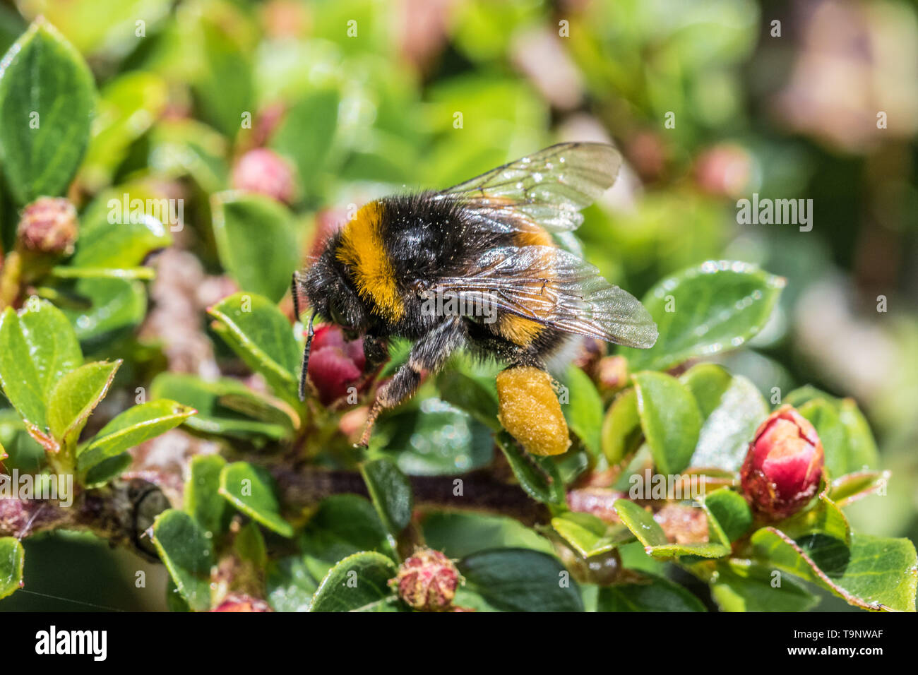 Mousehole, Cornwall, UK. 20 mai 2019. Les abeilles une fois dehors au soleil sur une usine cotoneastor sur bee jour. Simon crédit Maycock / Alamy Live News. Banque D'Images