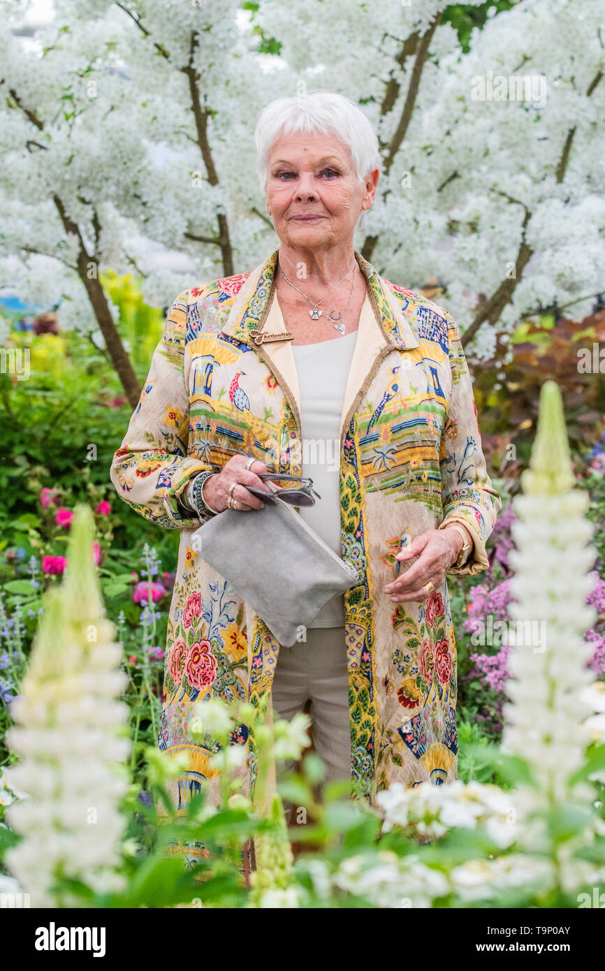 Londres, Royaume-Uni. 20 mai, 2019. Dame Judi Dench lance une nouvelle initiative elming sur le stand des pépinières Hillier - Appuyez sur preview journée à la RHS Chelsea Flower Show. Crédit : Guy Bell/Alamy Live News Banque D'Images