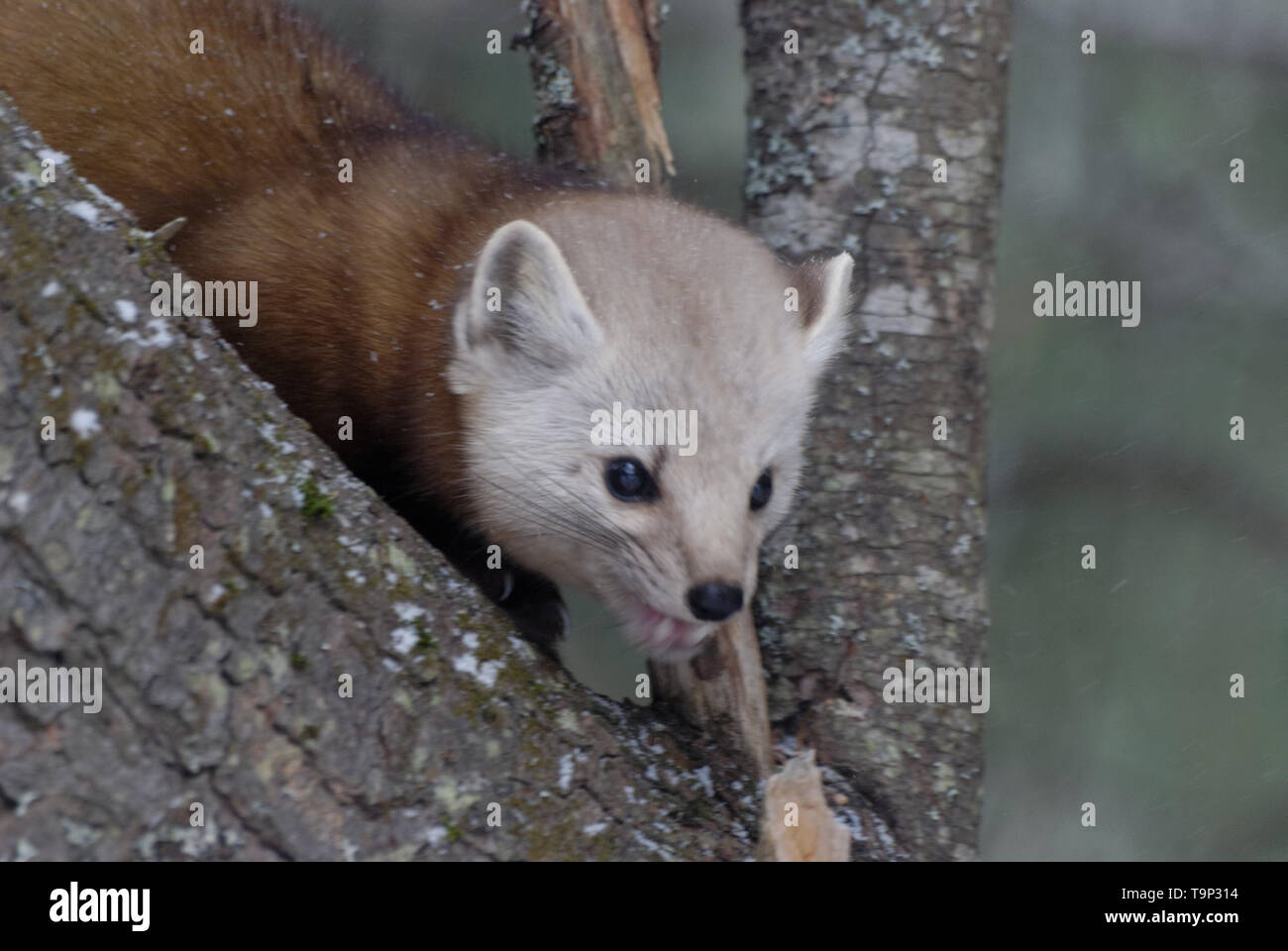 Martre (Martes americana) AKA La martre d'Amérique dans un arbre. pPhotographed au Algonquin Provincial Park, Ontario, Canada Banque D'Images