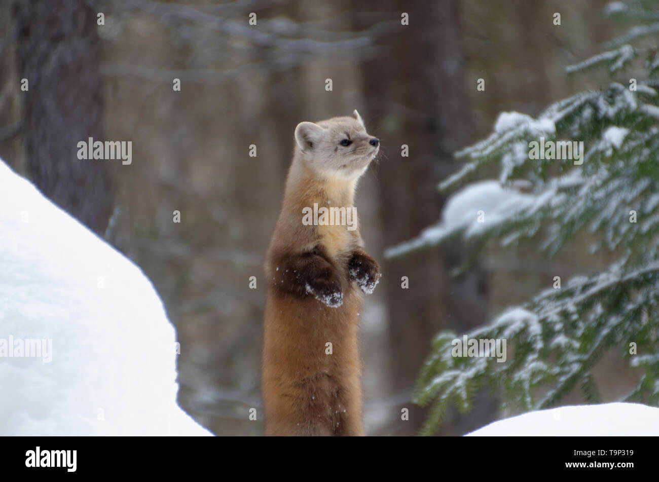 Martre (Martes americana) AKA La martre américaine debout sur ses pattes. Photographiée au Parc Provincial Algonquin, en Ontario, Canada Banque D'Images
