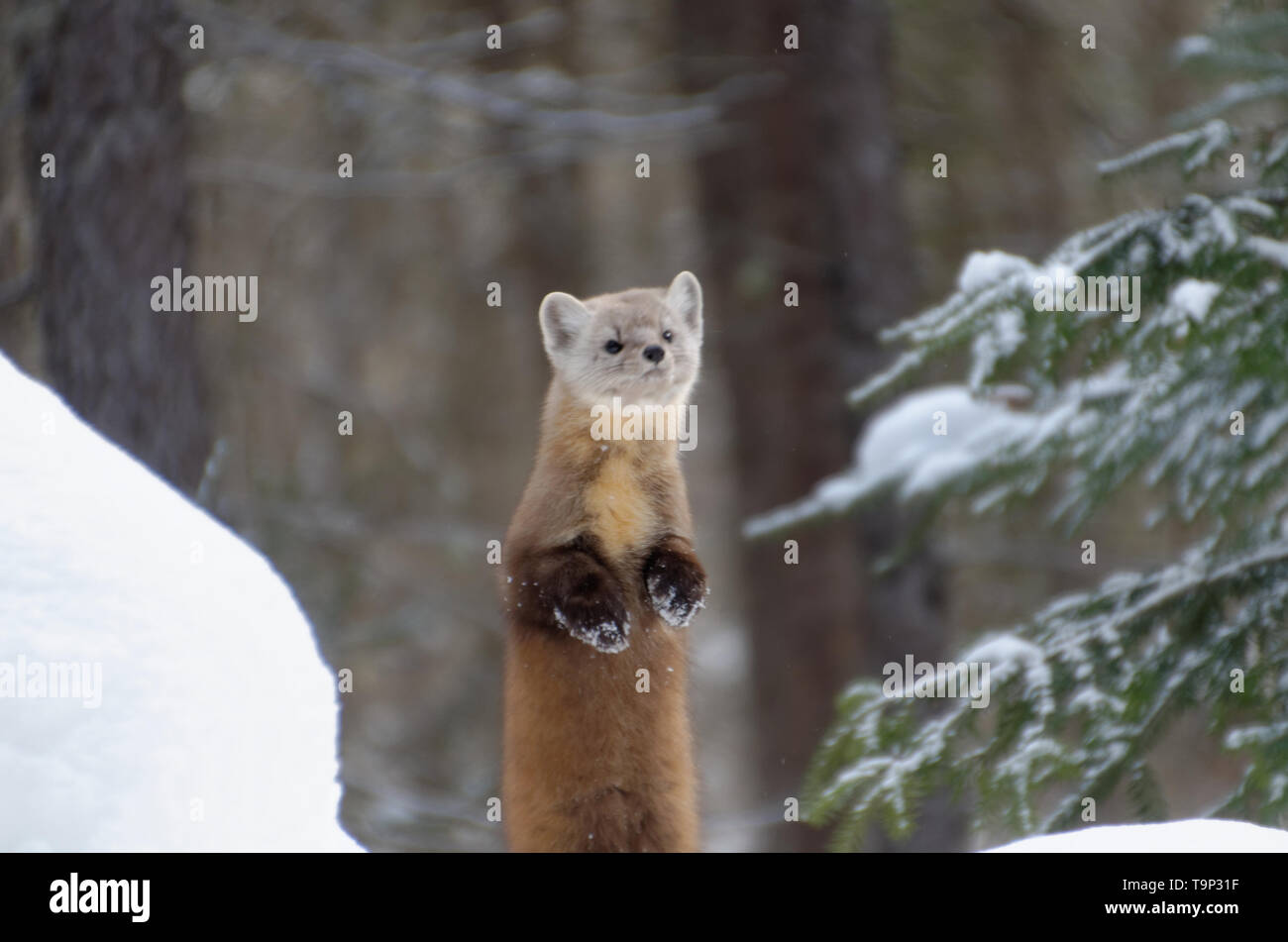 Martre (Martes americana) AKA La martre d'Amérique à la recherche vers la caméra sur ses pattes. Photographiée au Parc Provincial Algonquin, en Ontario, Ca Banque D'Images