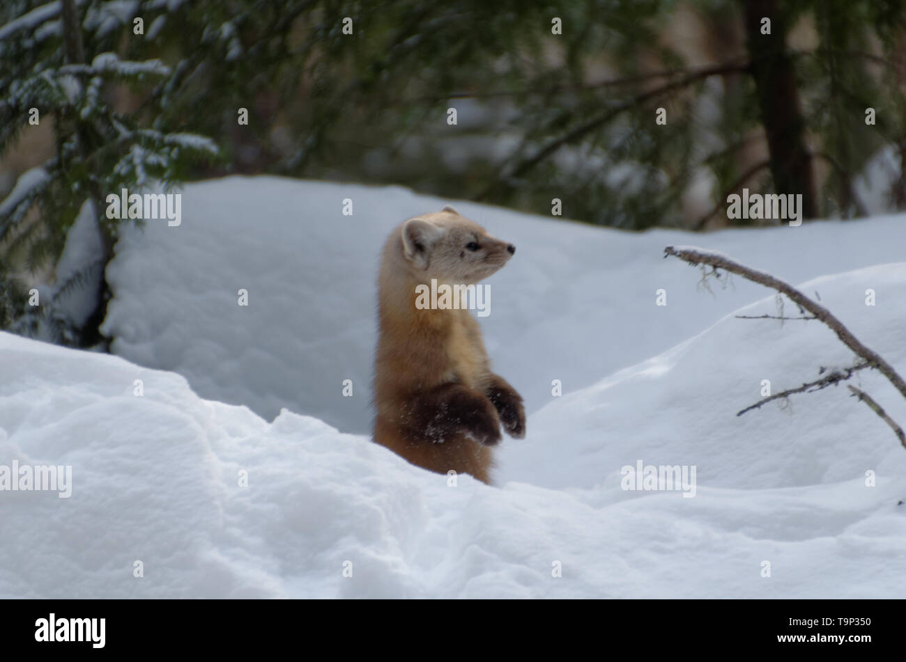 Martre (Martes americana) AKA La martre américaine debout sur les pattes arrière pour une meilleure vue. Photographié au sentier Spruce Bog, Algonquin Provi Banque D'Images