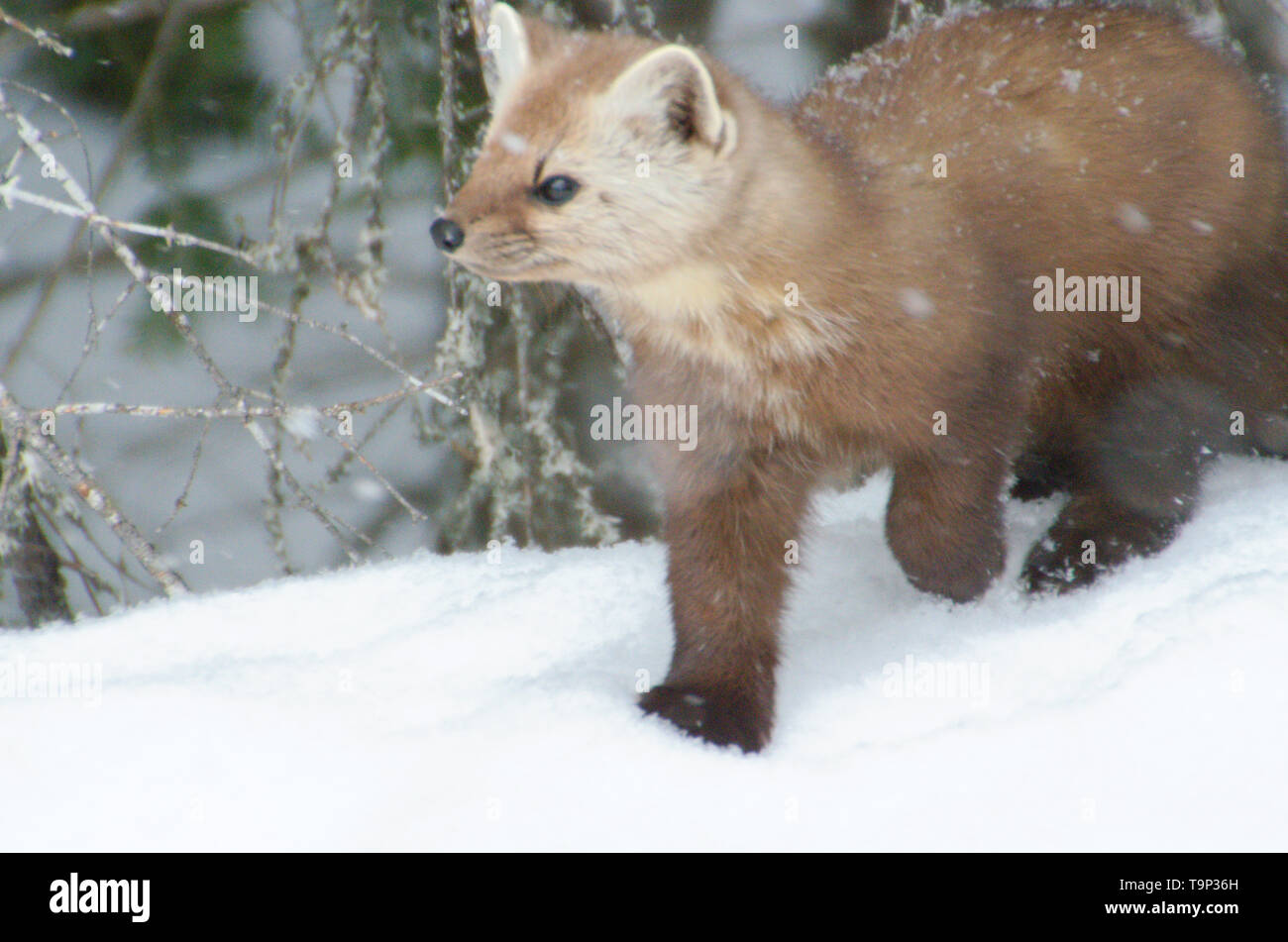 Martre (Martes americana) AKA La martre d'Amérique. Photographié au sentier Spruce Bog, Algonquin Provincial Park, Ontario, Canada Banque D'Images