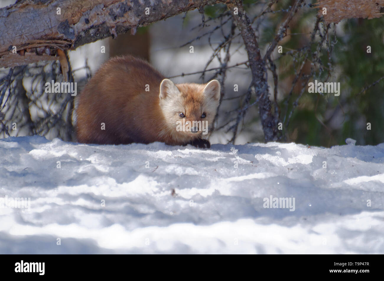 Martre (Martes americana) AKA La martre américaine accroupi dans la neige. Photographiée au Parc Provincial Algonquin, en Ontario, Canada Banque D'Images