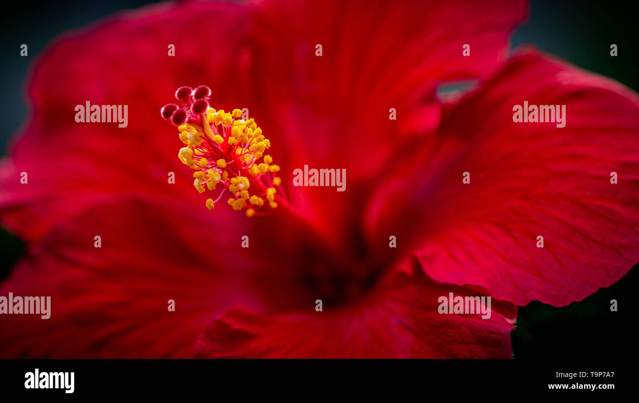 Hibiscus Banque D'Images