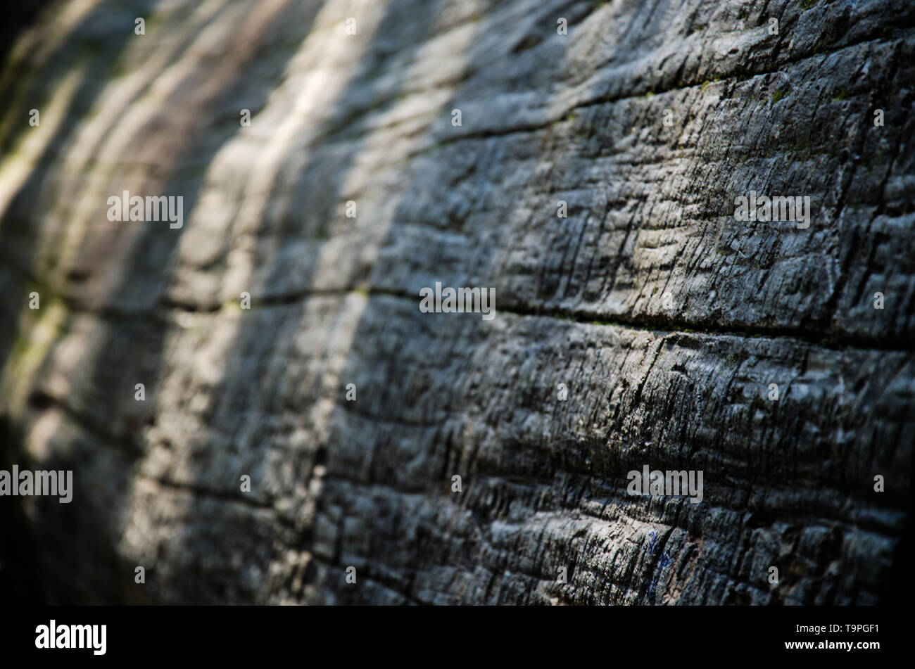 Textured tronc de l'arbre d'un arbre Sequoia Banque D'Images