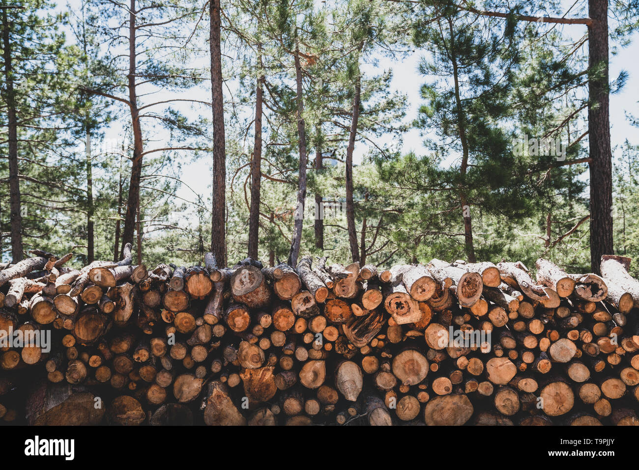 Une pile de grumes en bois se prépare pour l'industrie du bois Banque D'Images
