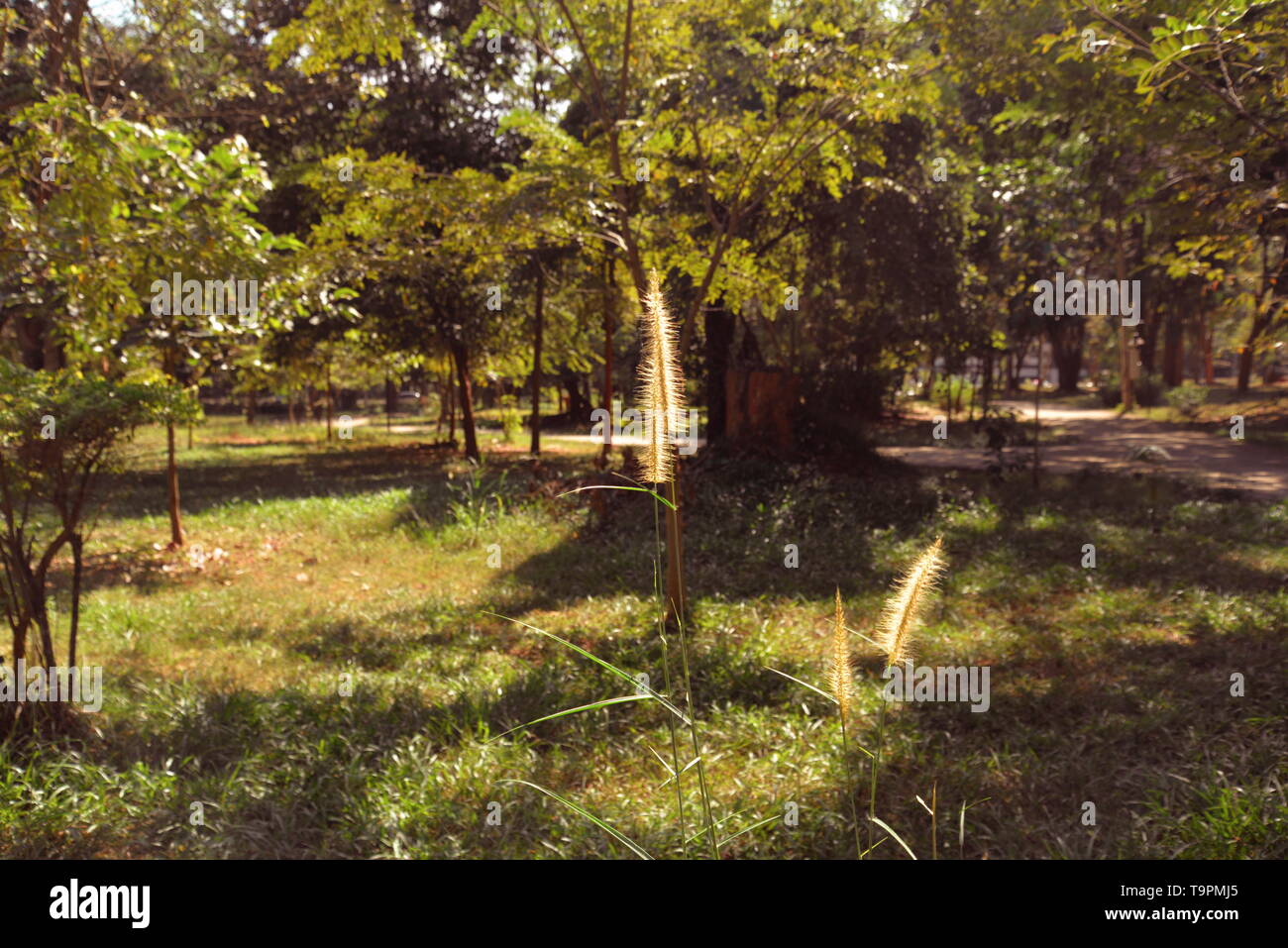 Les hautes herbes dans la forêt, pasakdek Banque D'Images