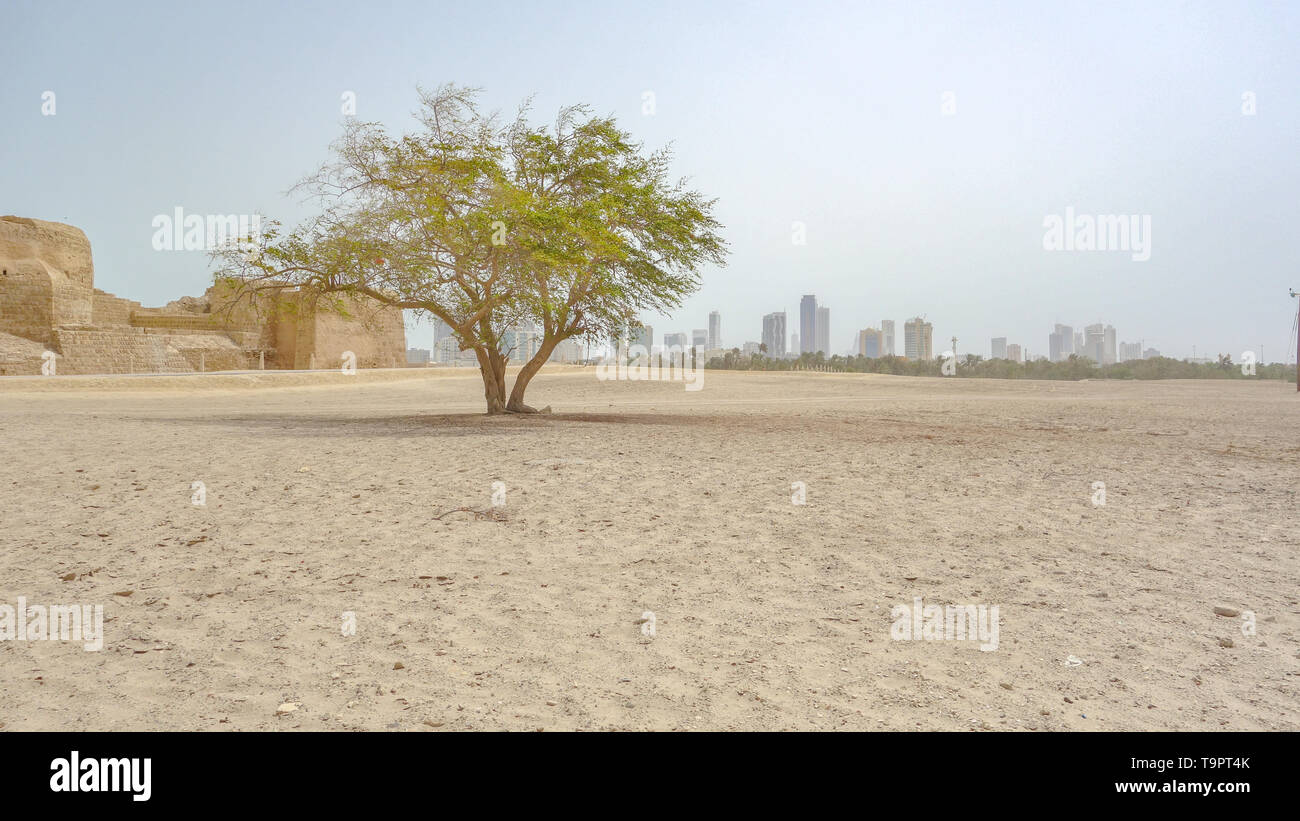 Un arbre, le Fort Qalat al Manama et la skyline, Qal'at al-Bahreïn Banque D'Images