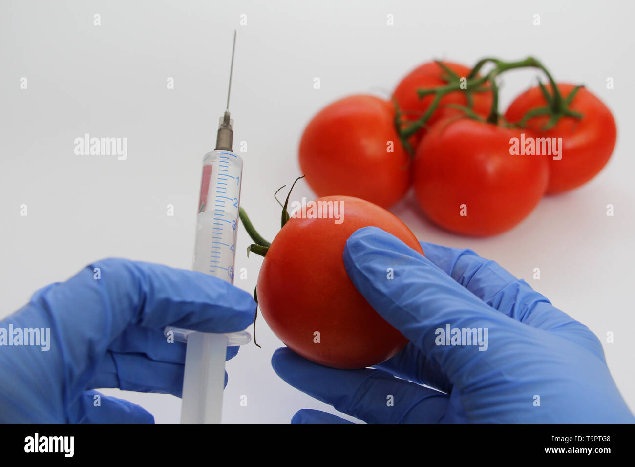Seringue et les tomates. Spécialiste de l'OGM injecte le liquide d'une seringue dans une tomate rouge. Concept nutritionnel génétiquement modifiés. Banque D'Images
