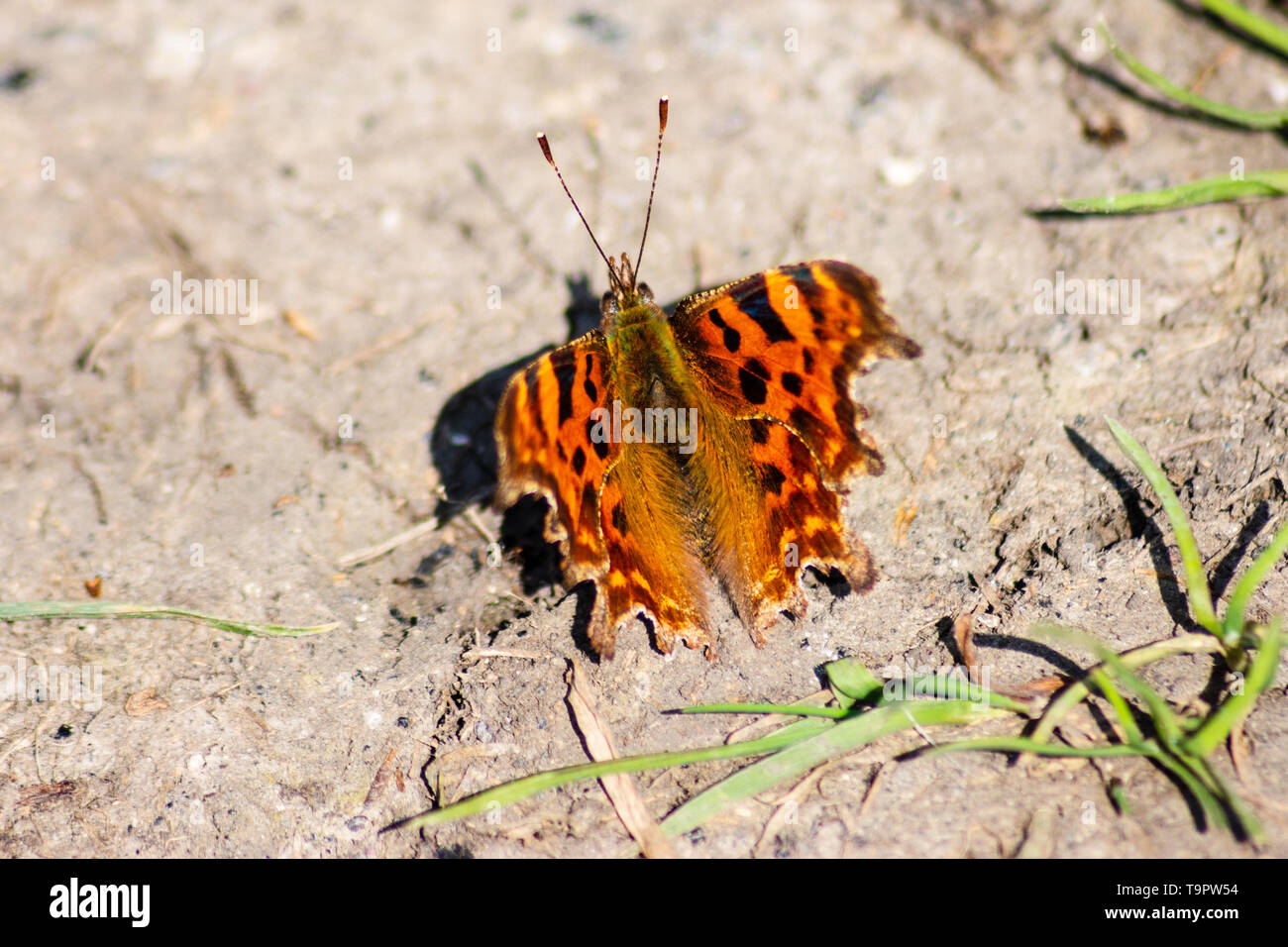 Une virgule butterfly (Polygonia c-album) avec ses ailes ouvertes dans le soleil du printemps sur une parcelle de sol séché Banque D'Images