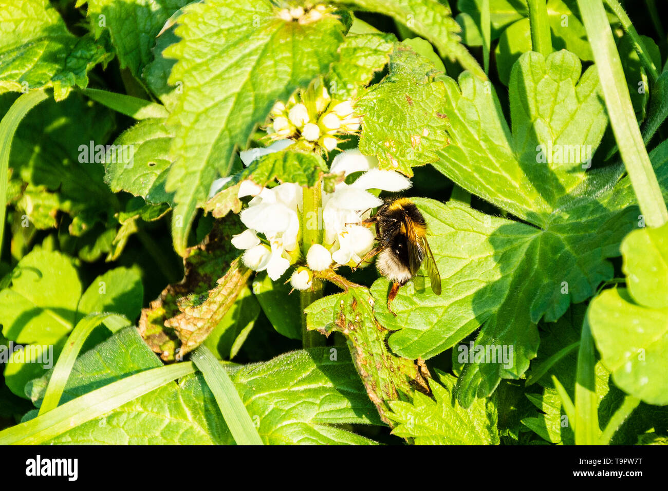 Un jardin bourdon Bombus hortorum avec une queue blanche d'un nectrar potable lamier blanc Lamium album fleur Banque D'Images