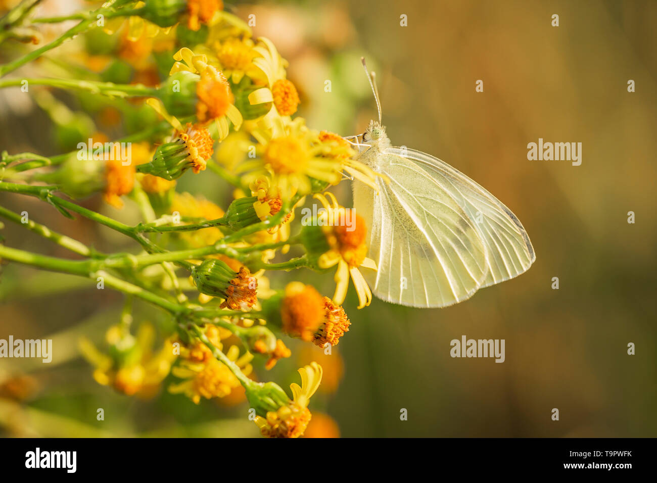 Una Ventana Al Delta Mariposas Del Delta Pieris Artogeia Napi