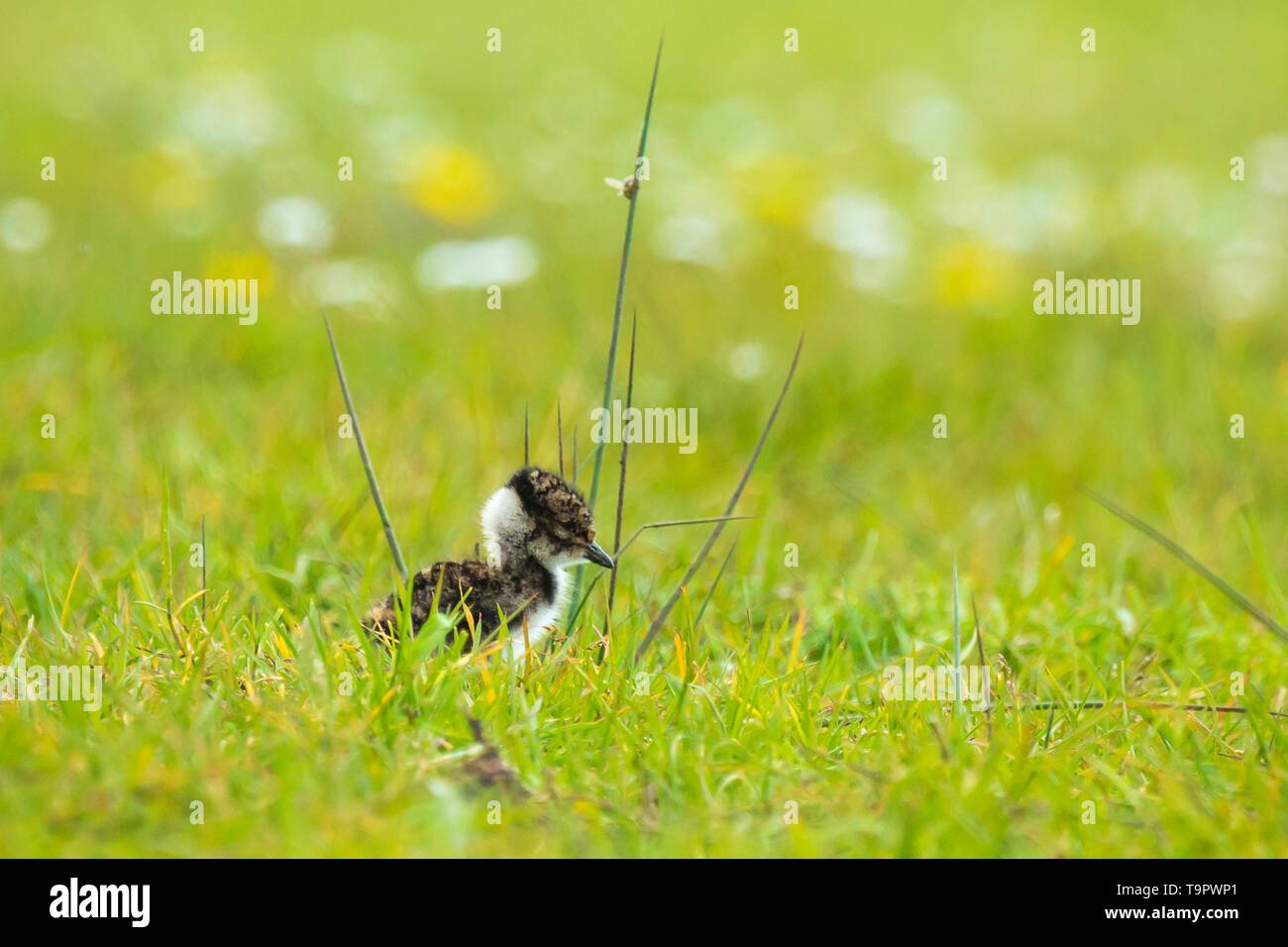 Le nord de sociable Vanellus vanellus petit poussin nouveau-né à la découverte d'une prairie avec des fleurs sur l'arrière-plan dans la saison du printemps. Banque D'Images