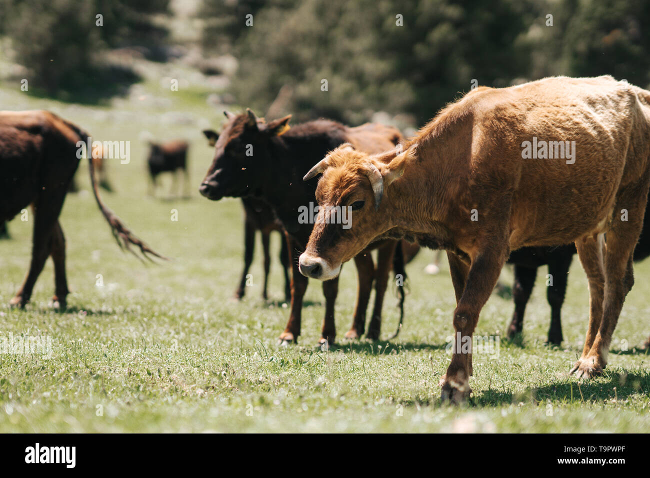 Brown cow standing sur la ferme de campagne en été de la Turquie. Banque D'Images